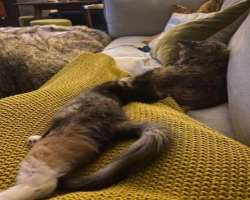 The star has adopted two cats in her home.